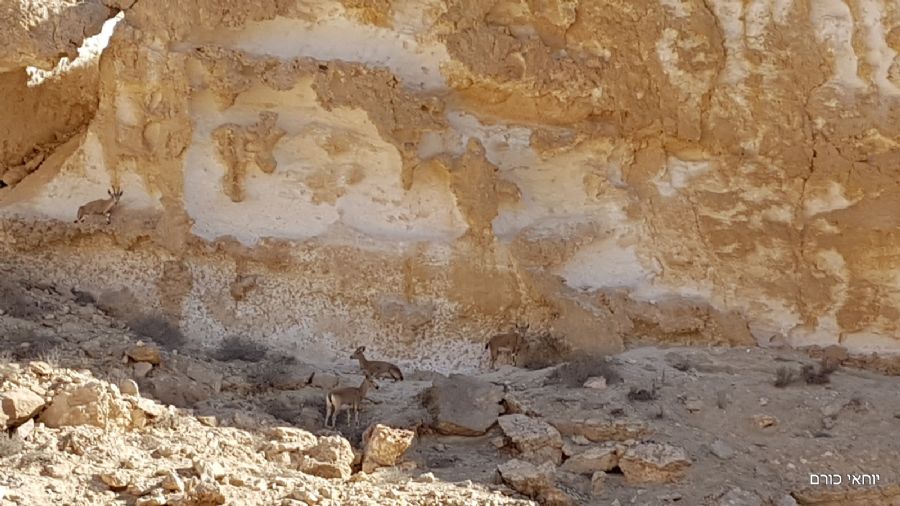 יעלים בנחל דרוך